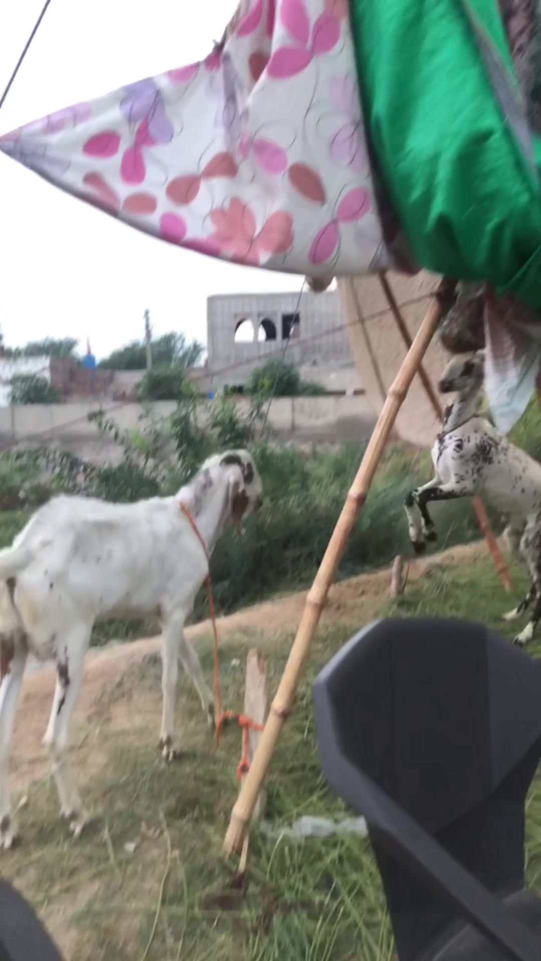 @𝑷𝑼𝑵𝑱𝑨𝑩𝑰𝑨𝑵𝒁 🚩