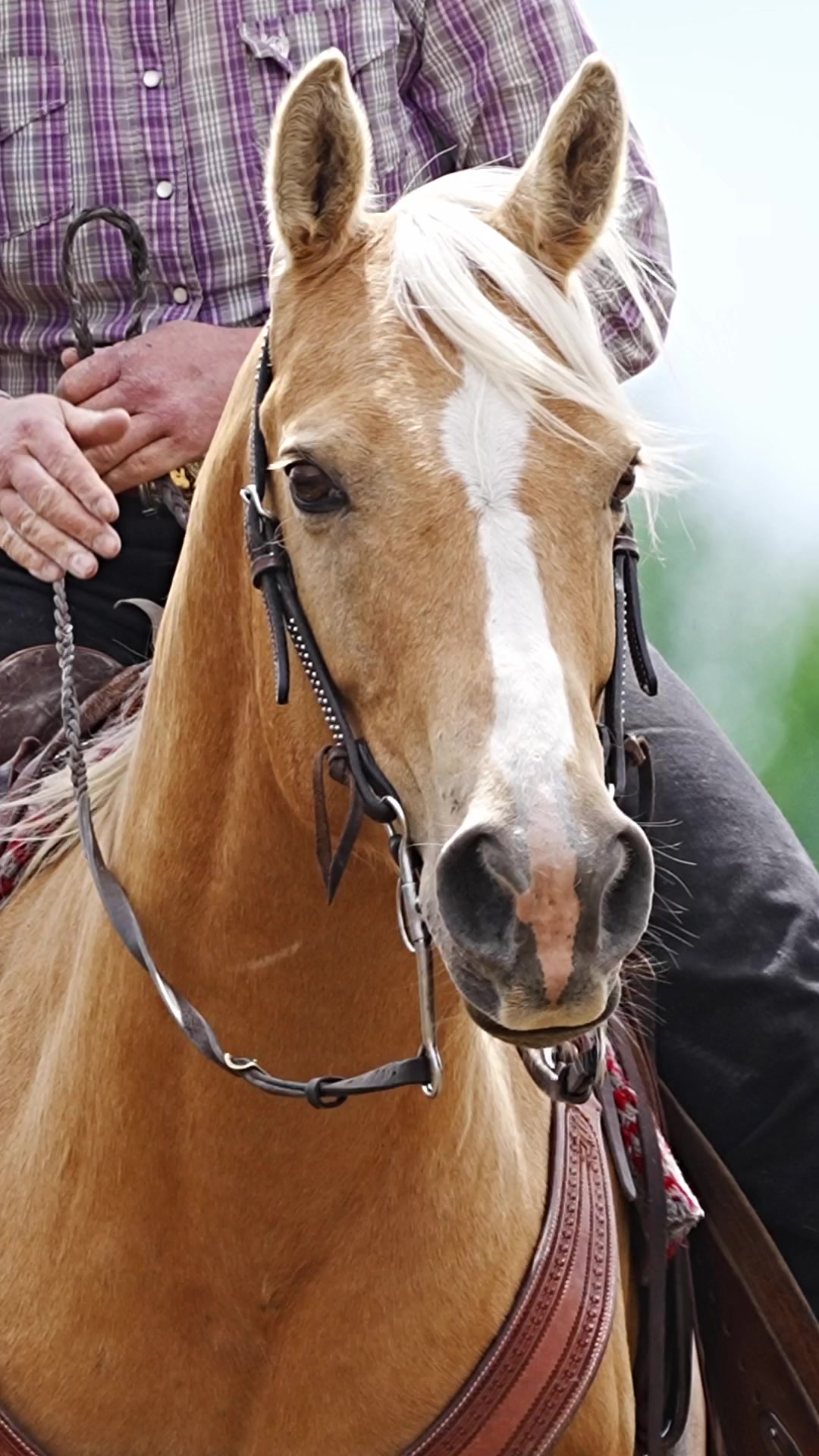 @Hanginghorses