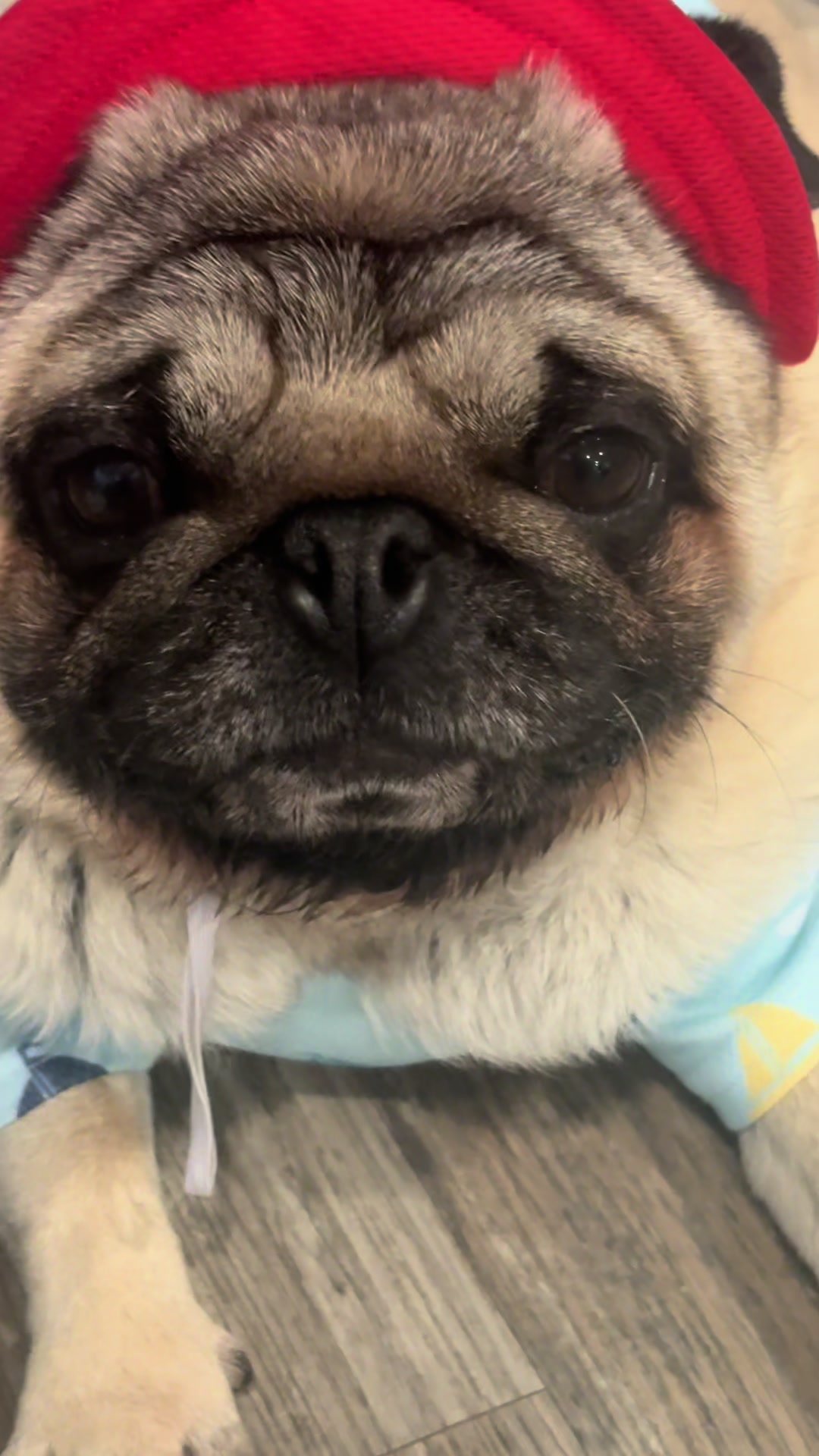 @Rocki the Pug ๐ถ