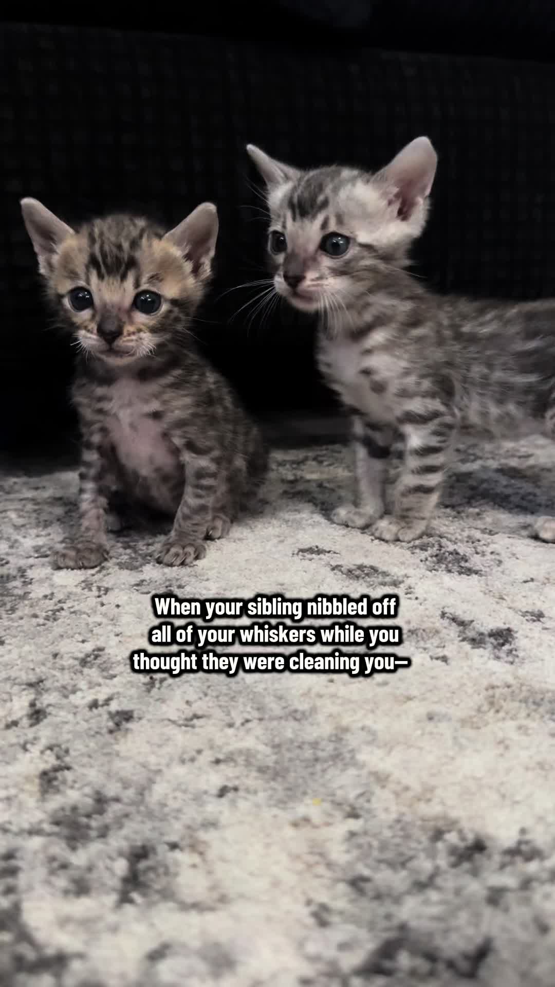 @The Kitten Spot