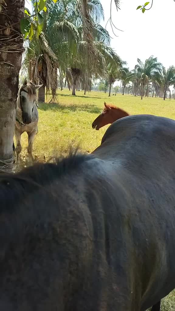 @Horses TikTok