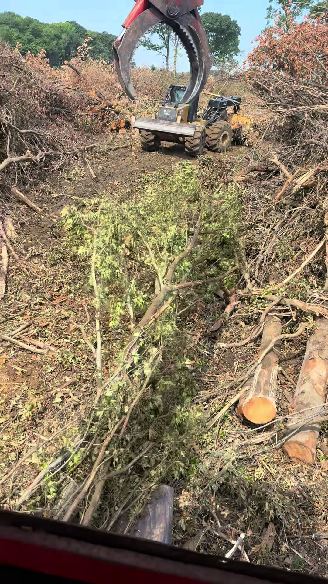 @Ron Bull The tree surgeon