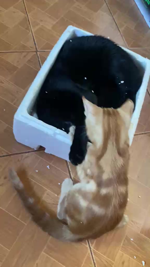 @asoolcat