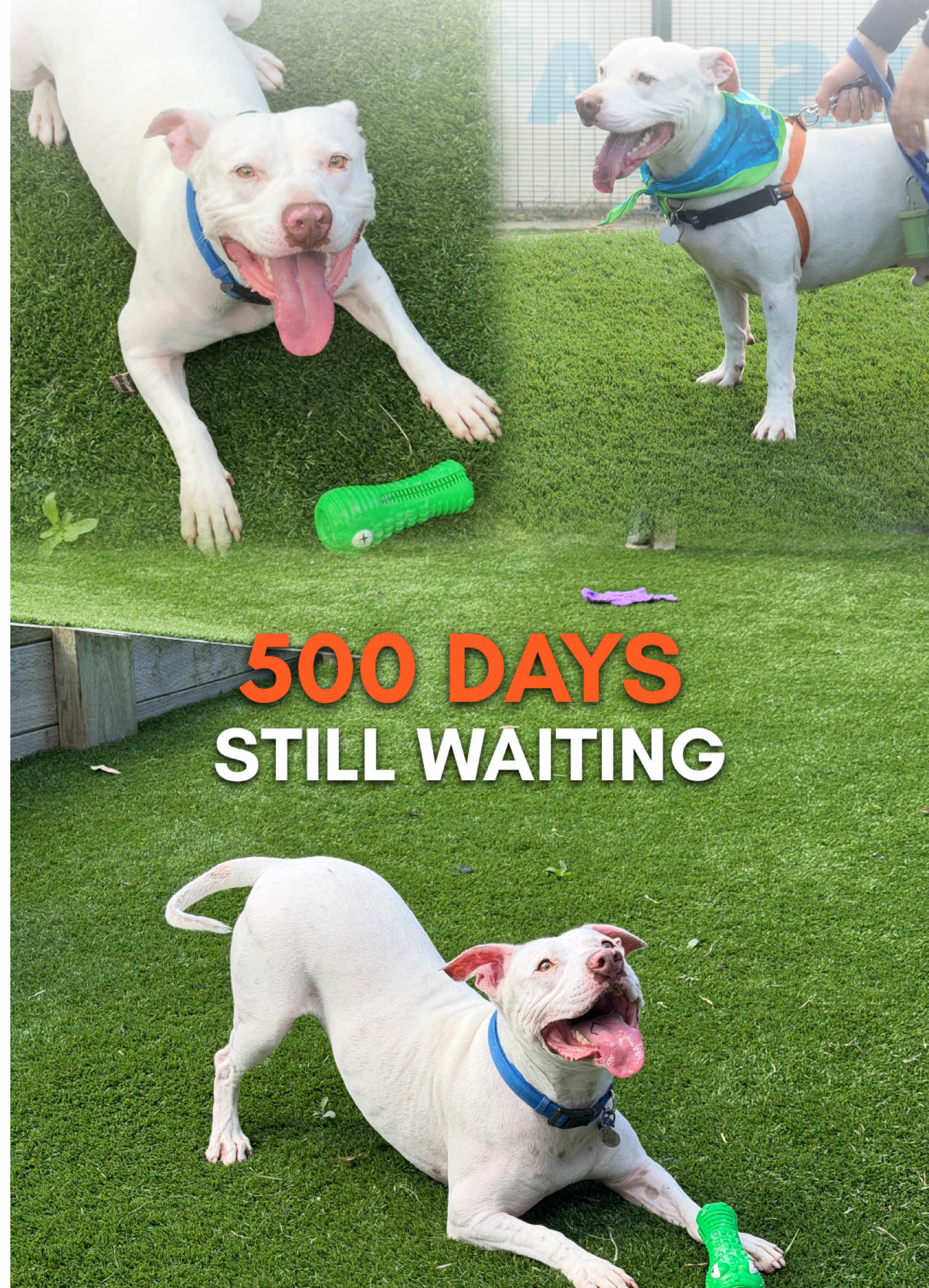 @Happy Staffy Co