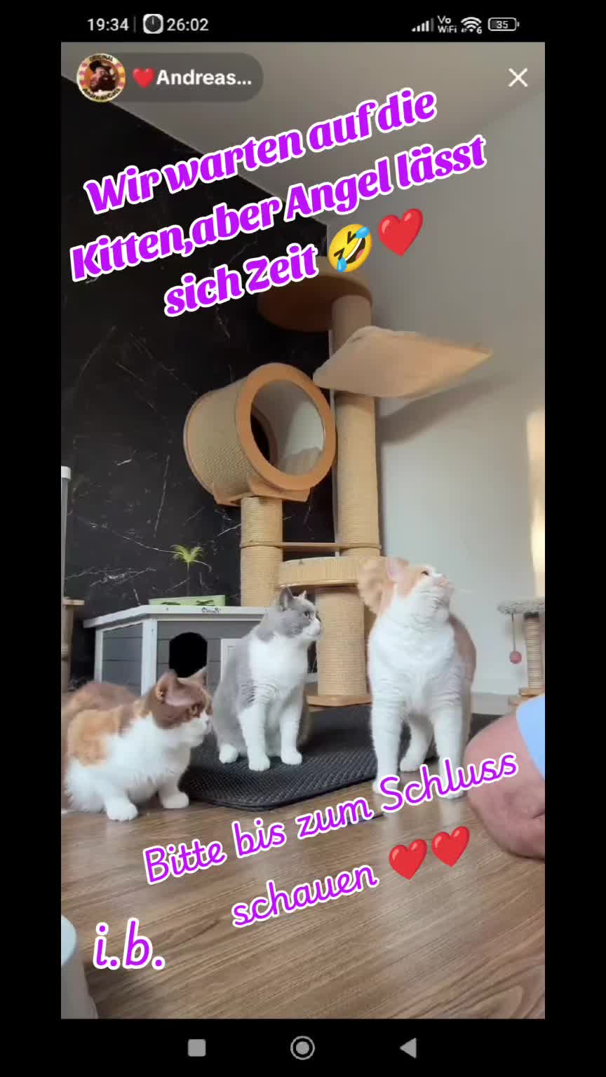 @ines (Miss Marple)❤️T❤️ACats❤️