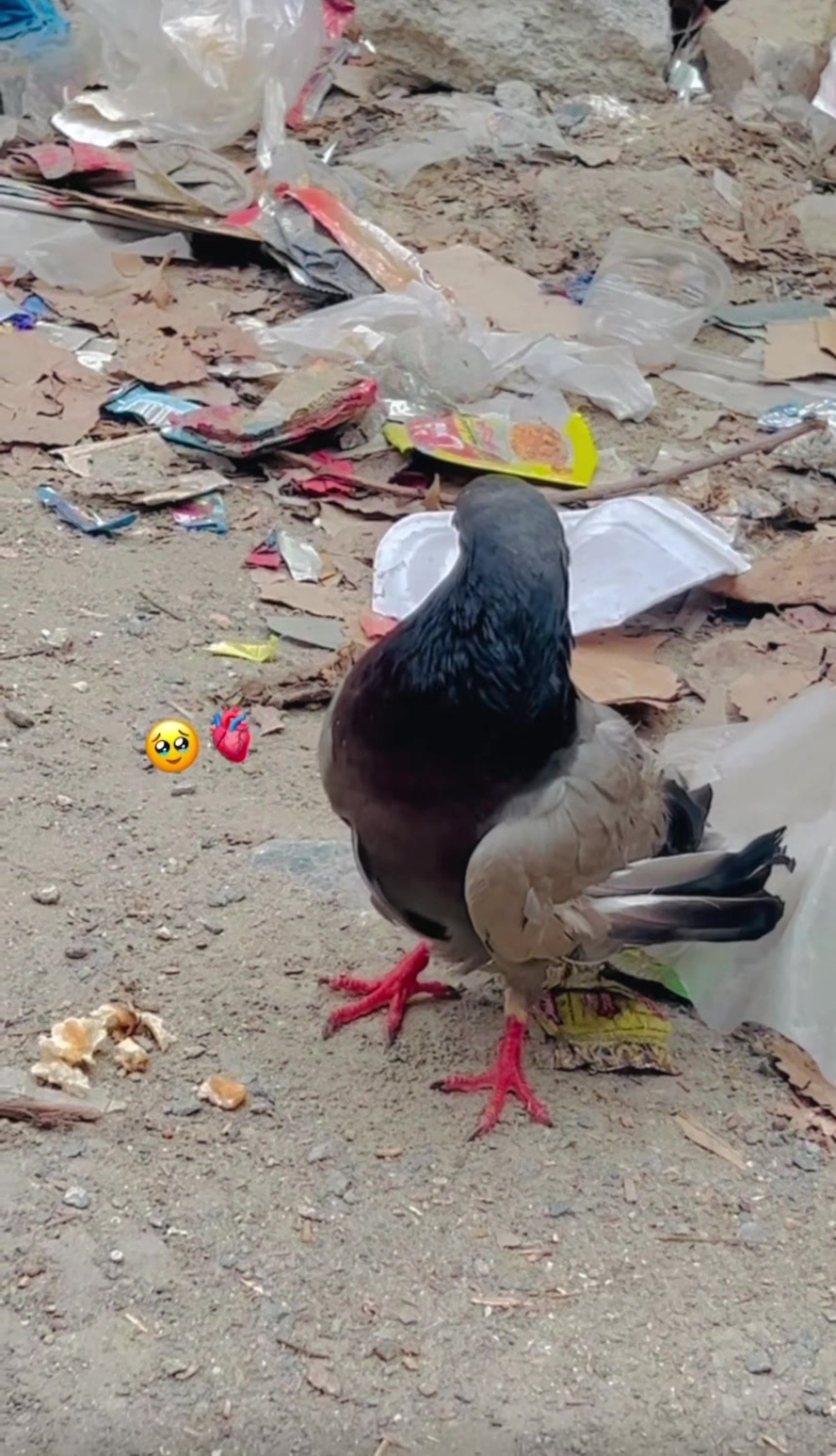 @🦅ROMAN BUNERI 🦅