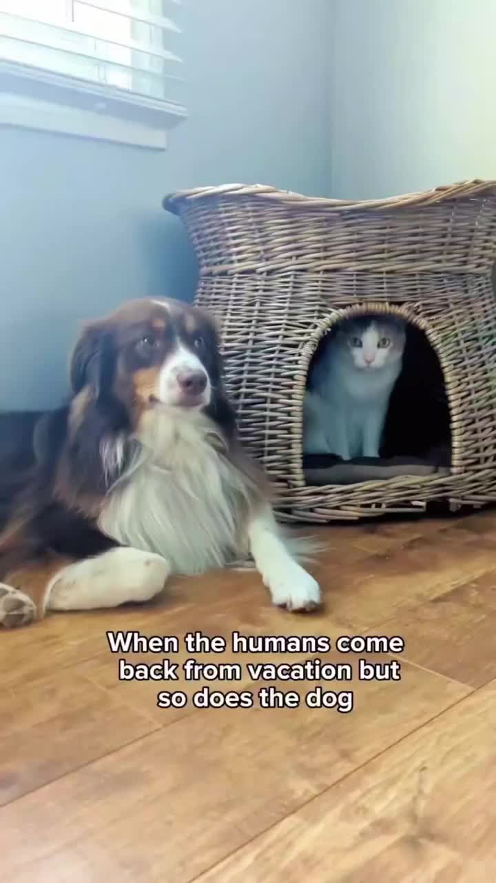 @Carly | Pet + Home Creator
