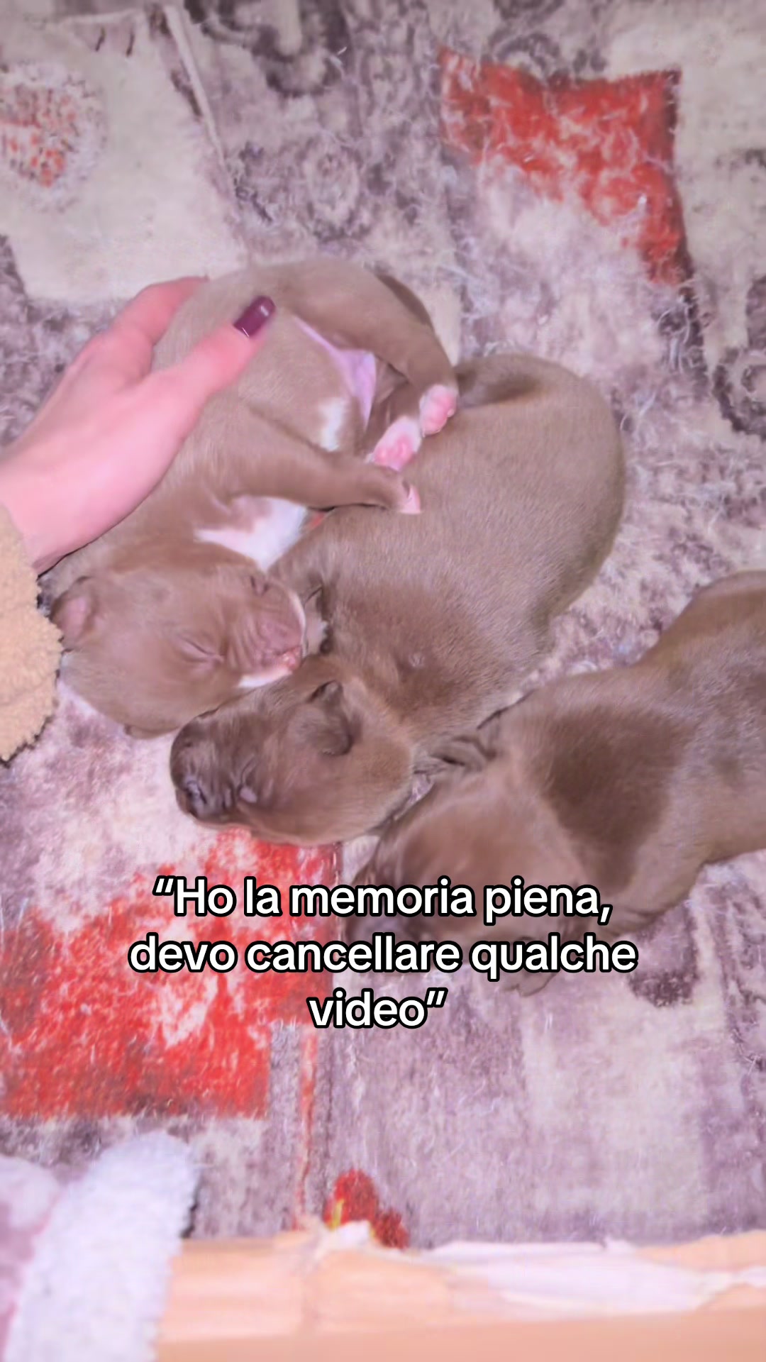 @___Giulai__
