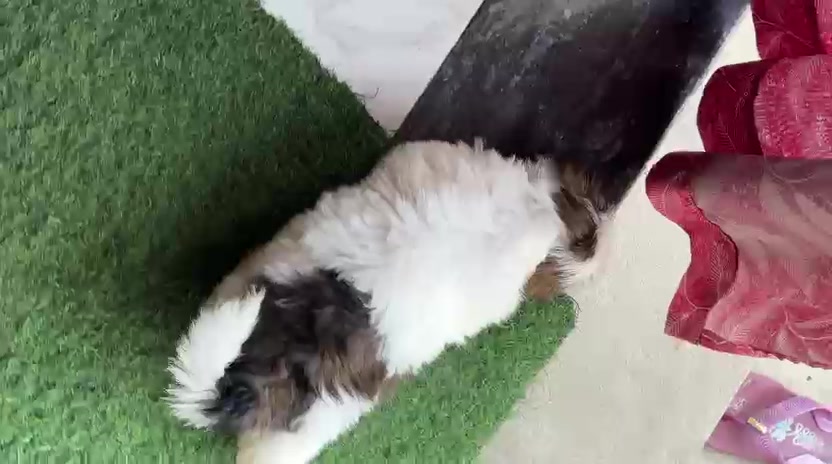 @puppy.nepal