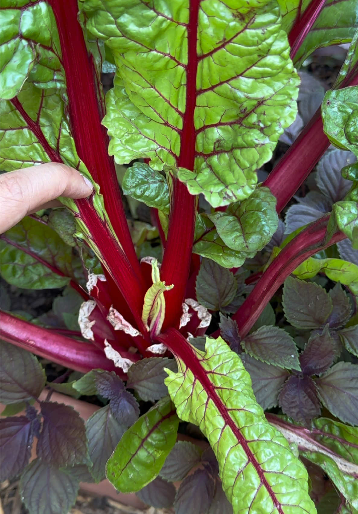 @Buff Gardener
