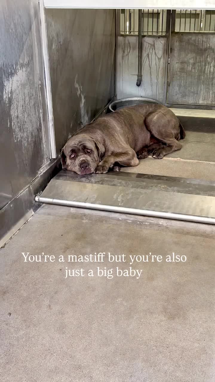 @Cane Corsos