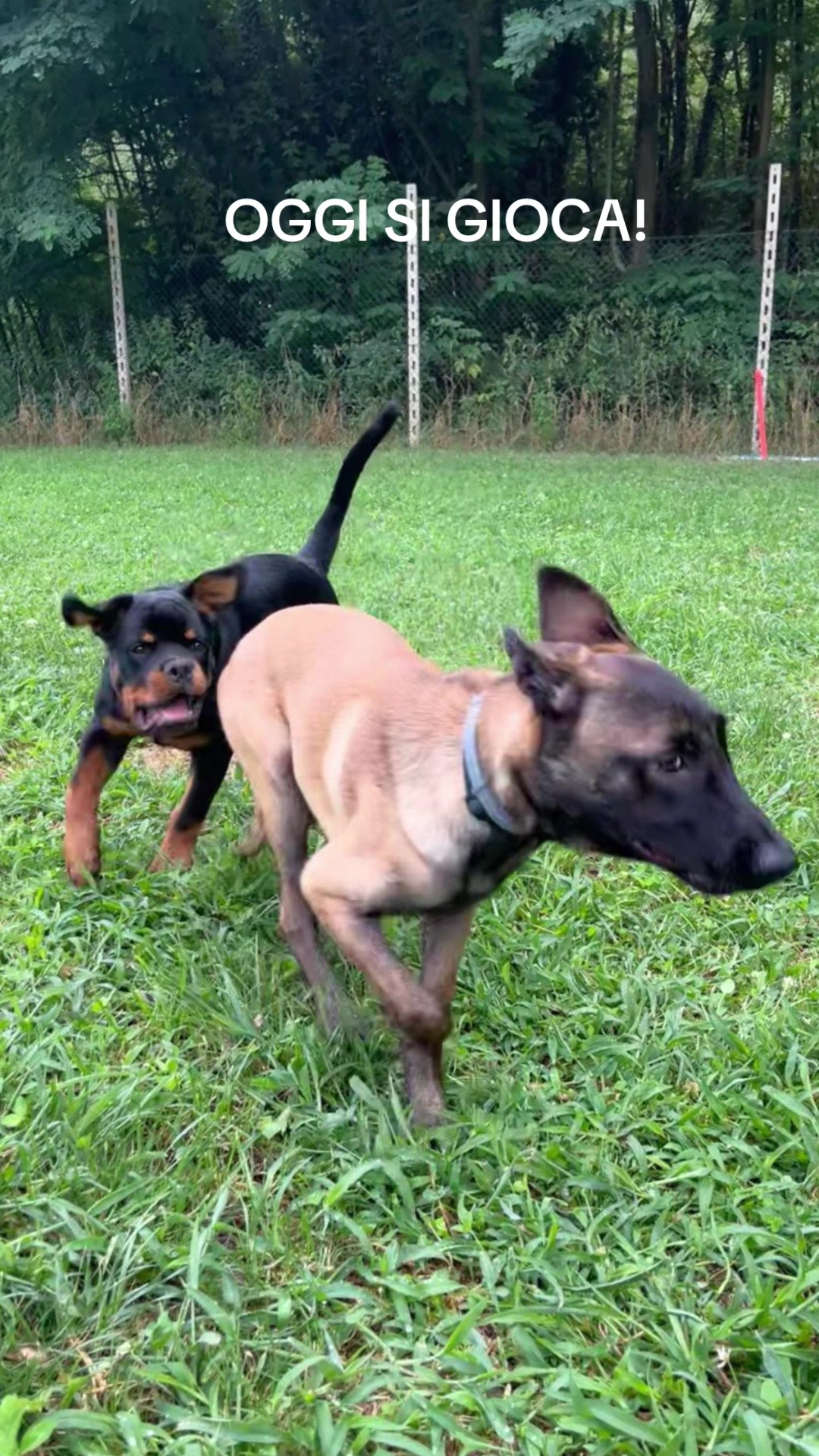 @ULLR&HEL Malinois