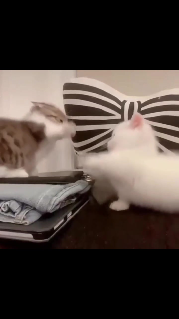 @Random Cat Stuff