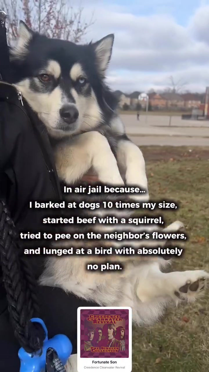 @Zeus the Pomsky🐾