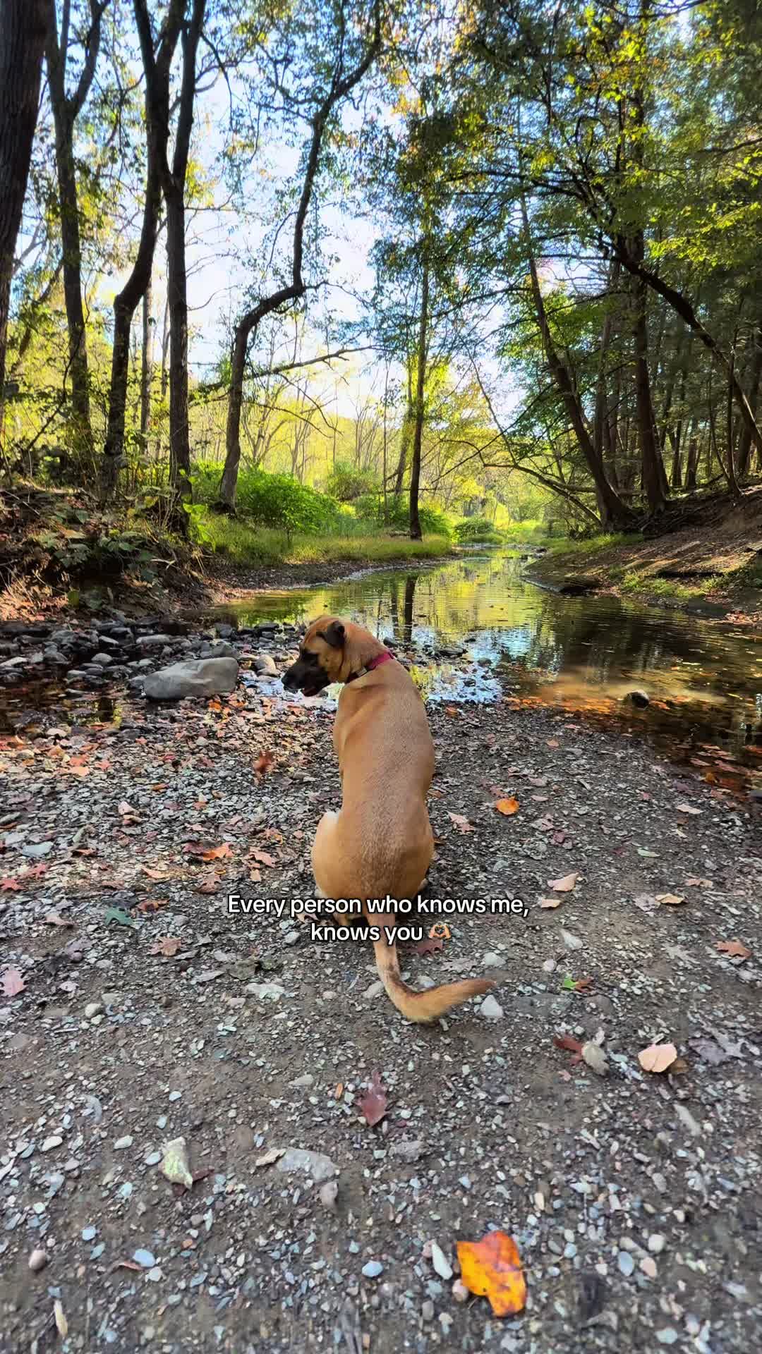 @Maggiemaytheshepherd