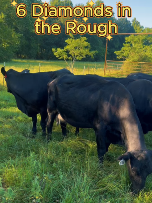 @Rutherford Land and Cattle