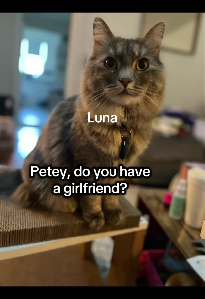 @The Appalachian kitties