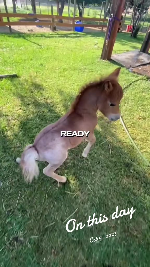 @Hot Sauce the Mini horse 🐎