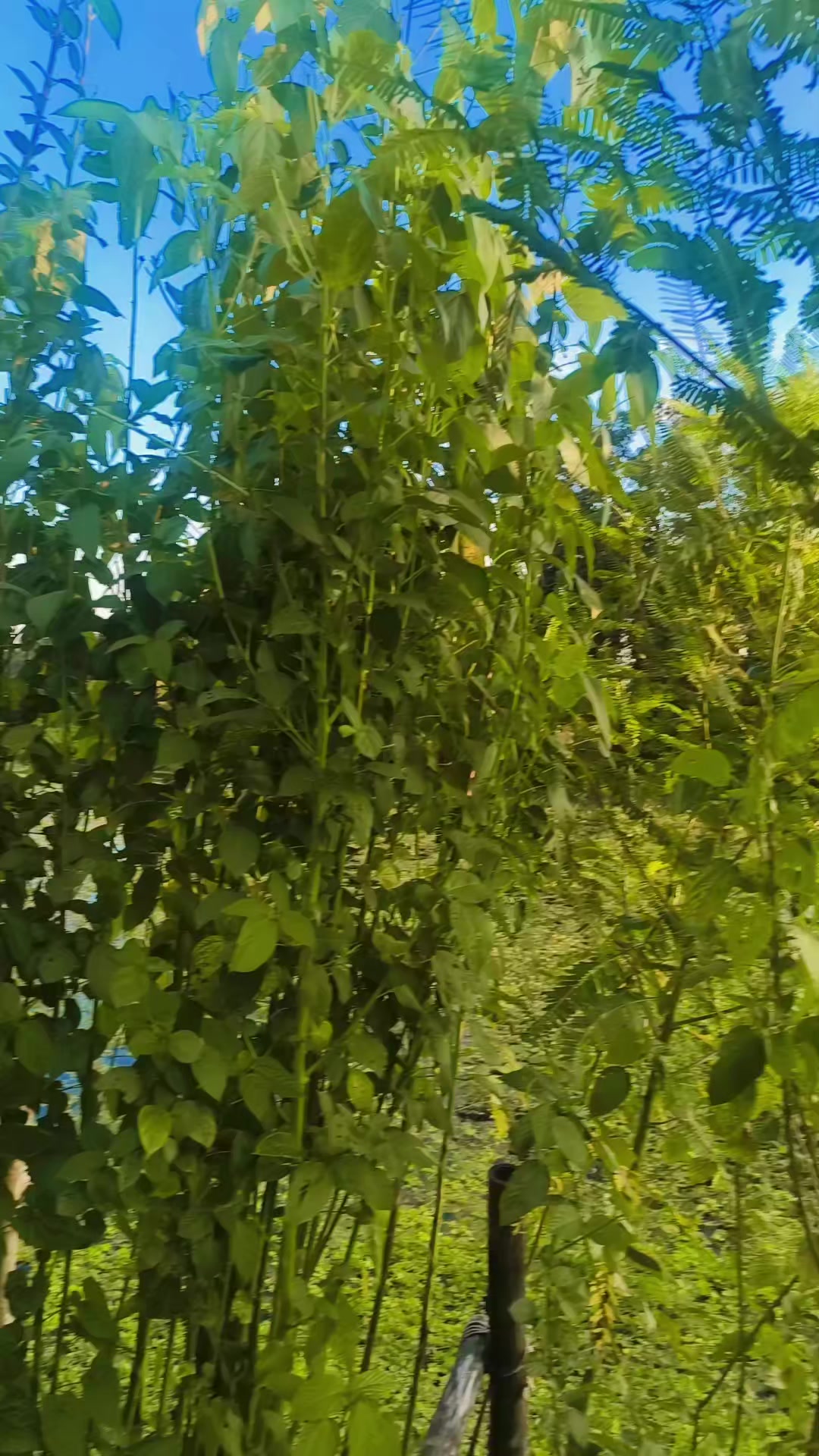 @রহস্যময়ী 🖤