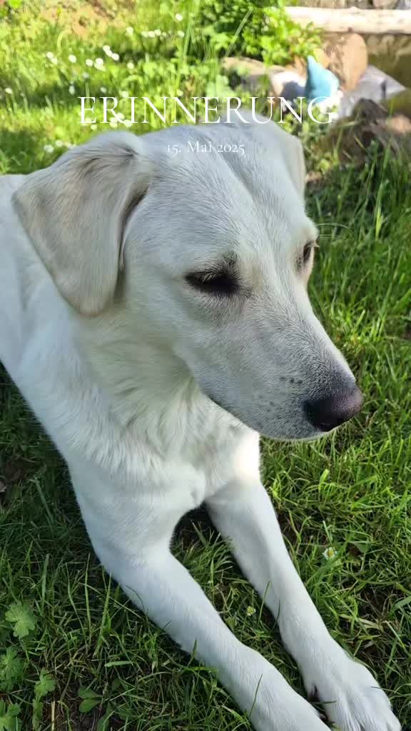 @Nicole🙋🏼♀️ mit 🐕Cora🐾🩷