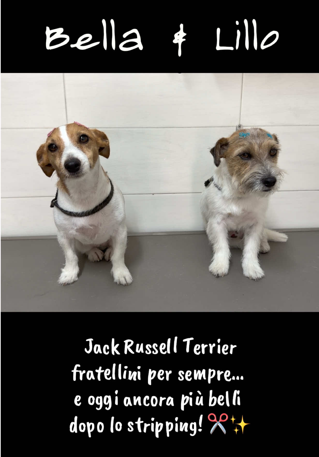 @NewDog Toelettatura & Pet Shop