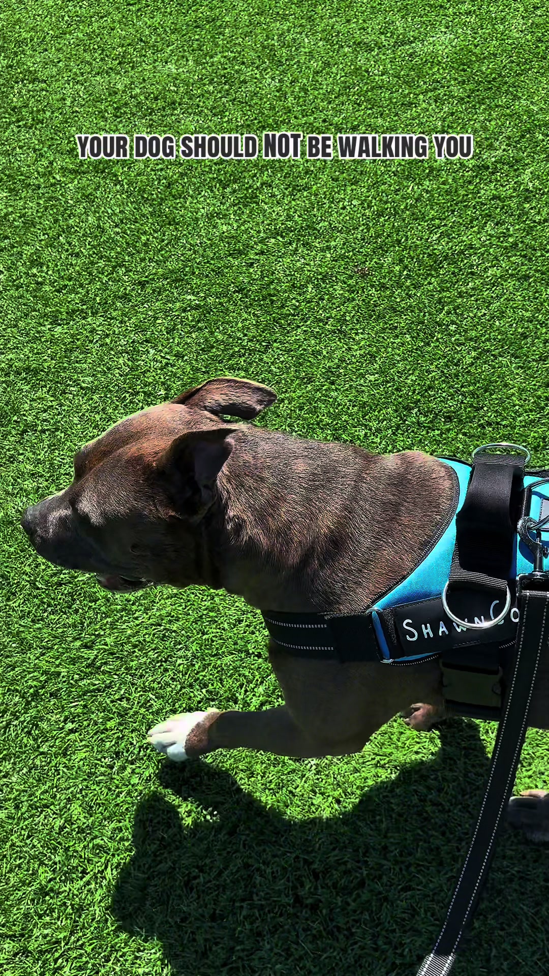 @kai•thedogmother🐾