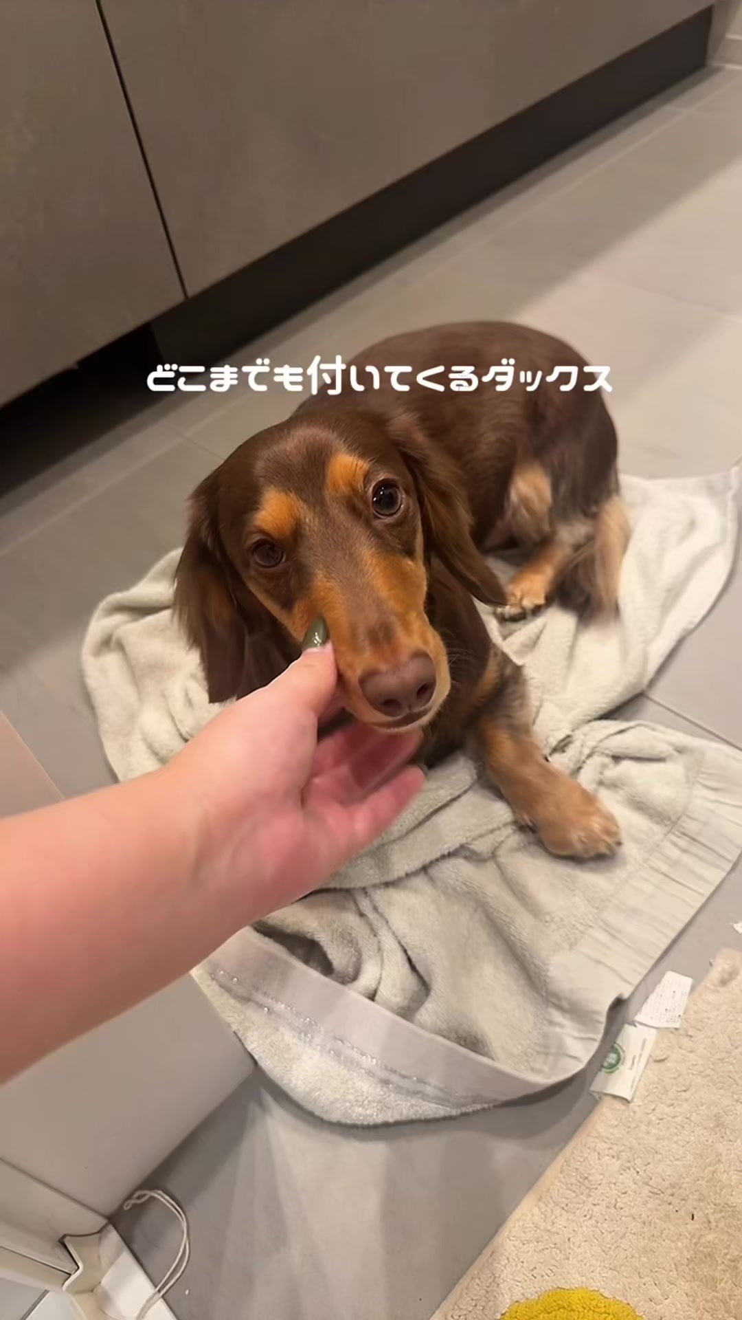 @ミニチュアダックスフンド_まろん