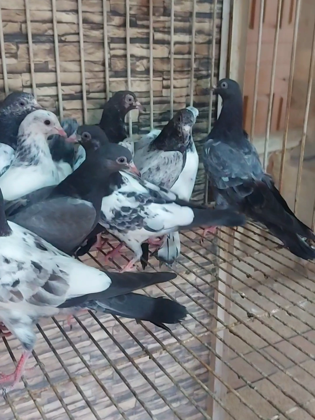 @Pak Pet Zone ( Shebi Shokeen )
