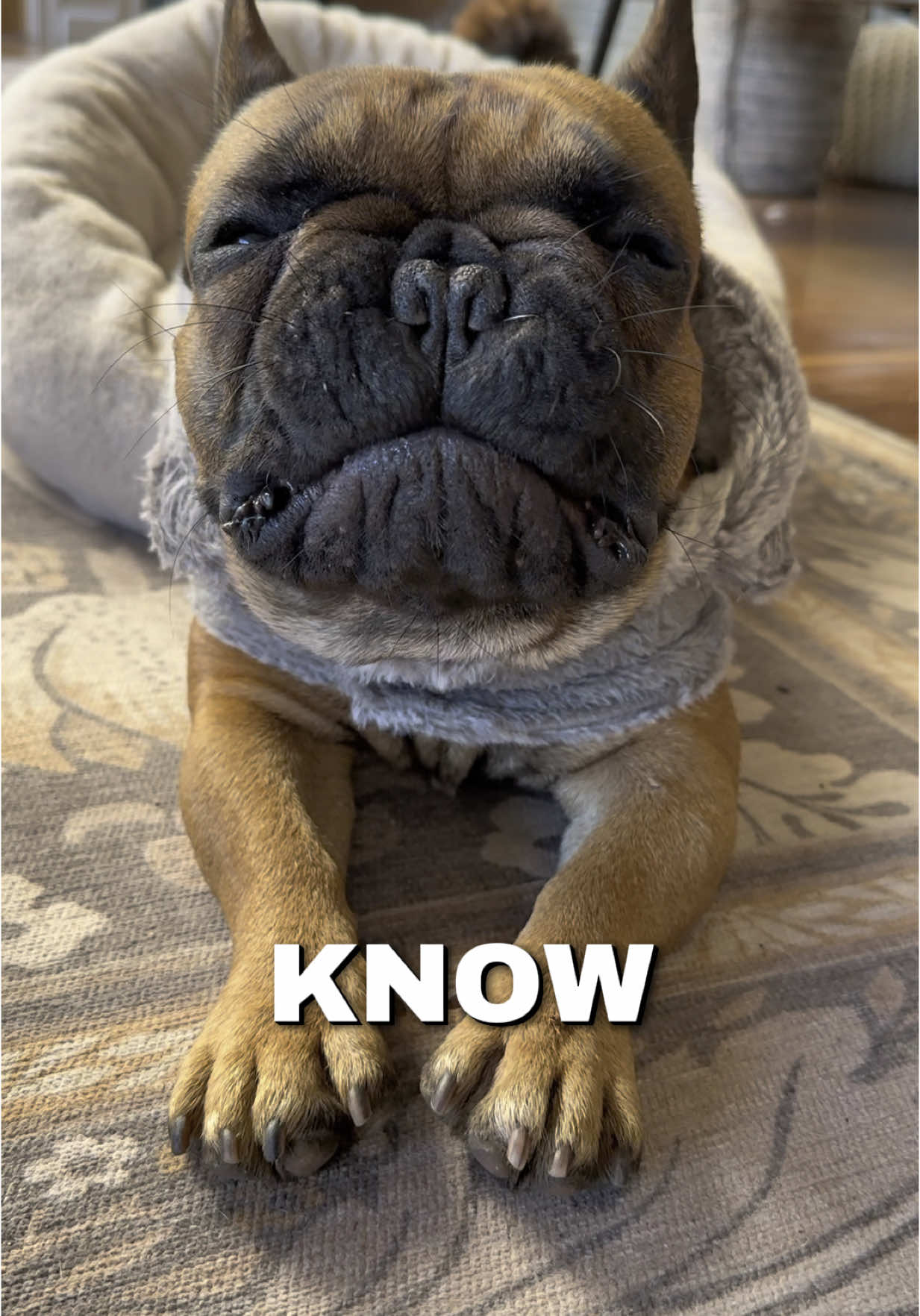 @Axel Rose | Bullmastiff