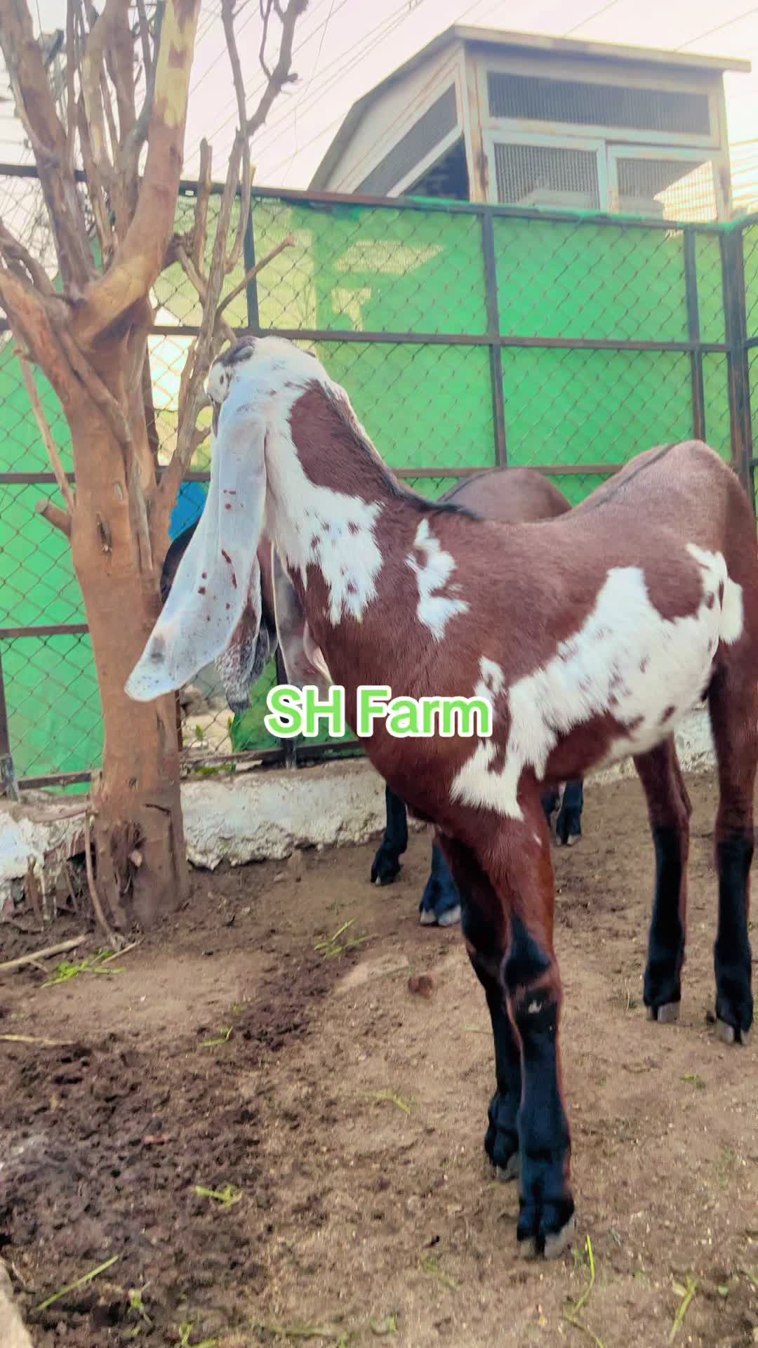 @SH Farm