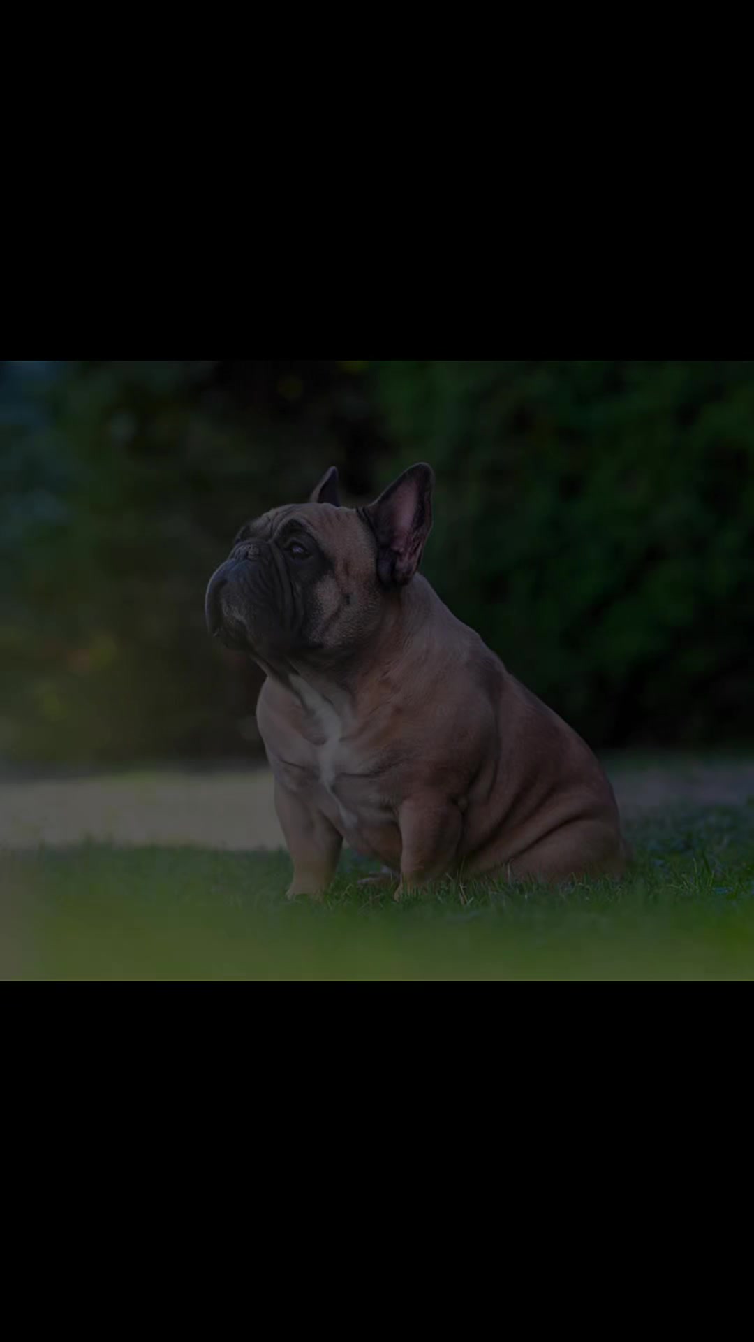 @Bosphorus Bulls French Bulldog