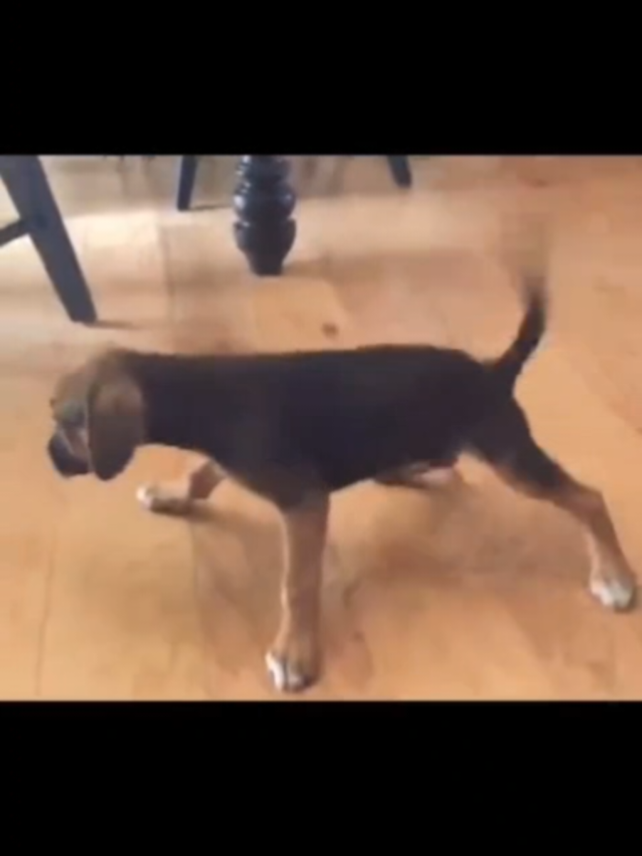 @thedogmeme