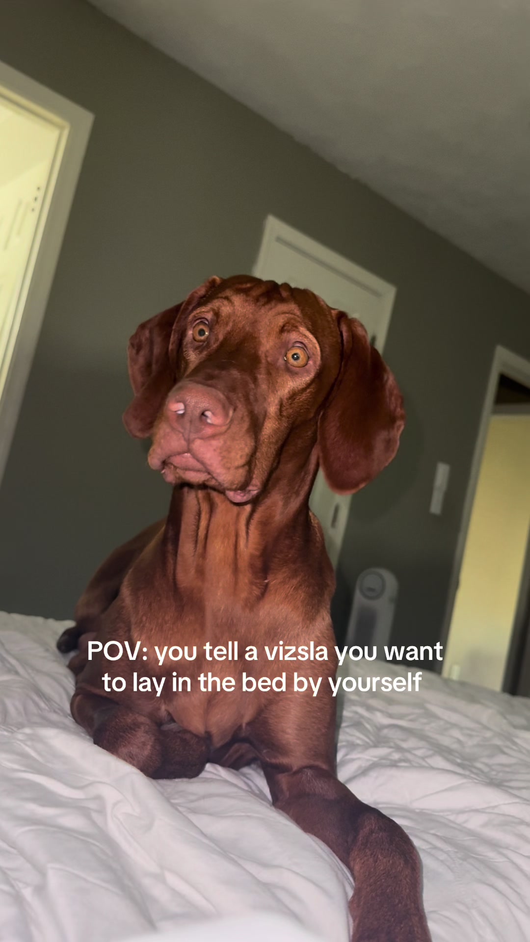 @Tycho the vizsla