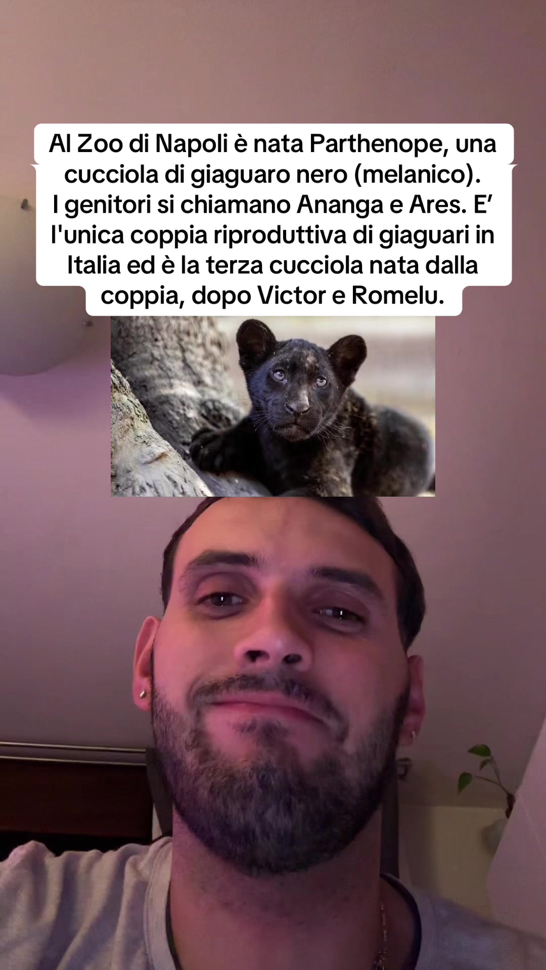 @francescobaccegareal
