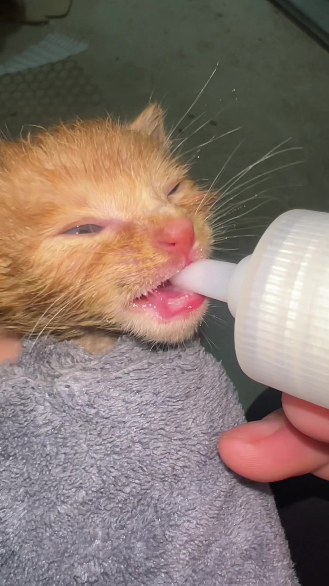 @Soothing Cats😻