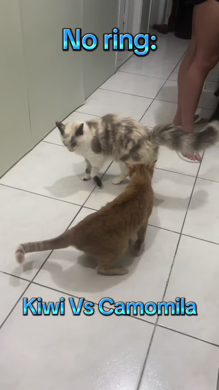 @Kiwi & Camomila