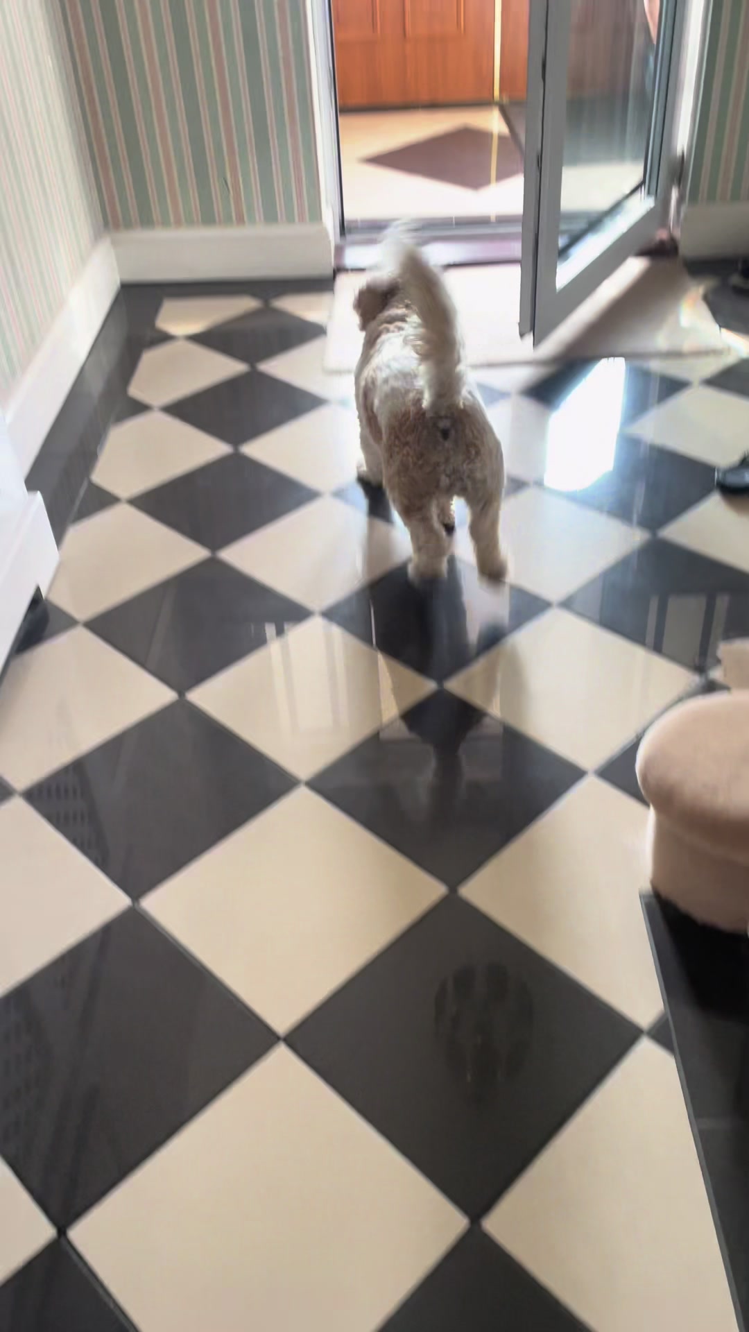 @My Cavachon