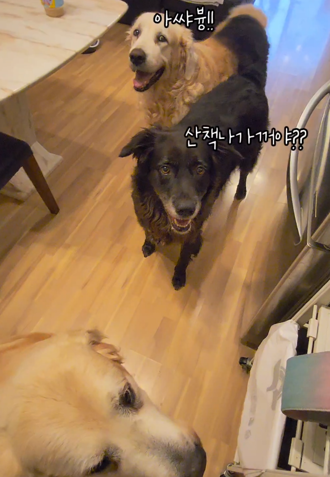 @리트리버삼둥이네