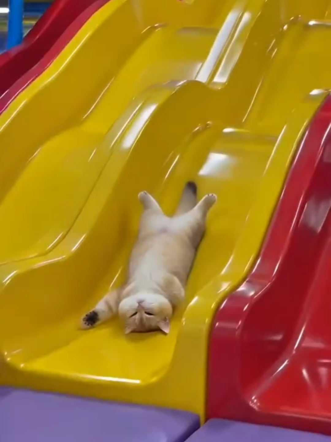 @Chonky World Of Cats