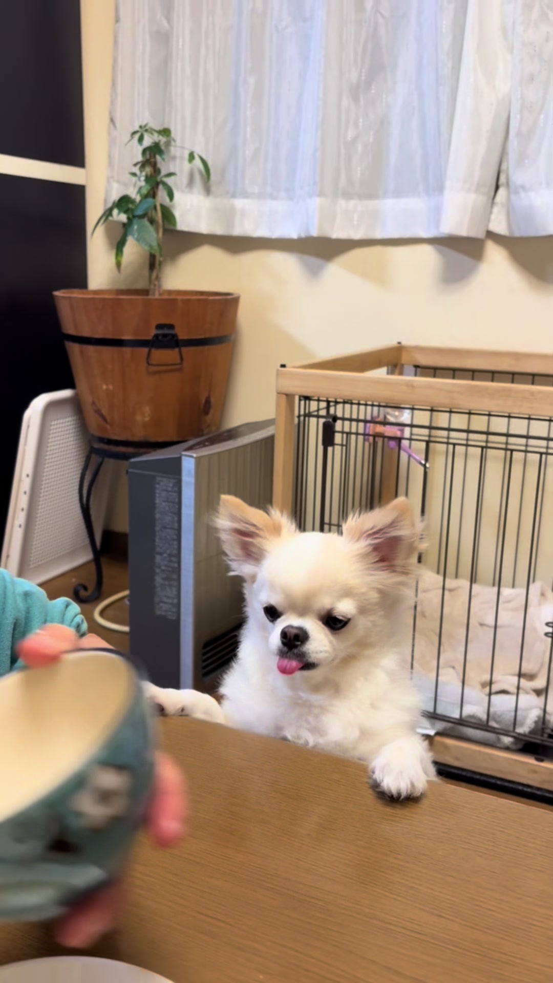 @まろたん🐕