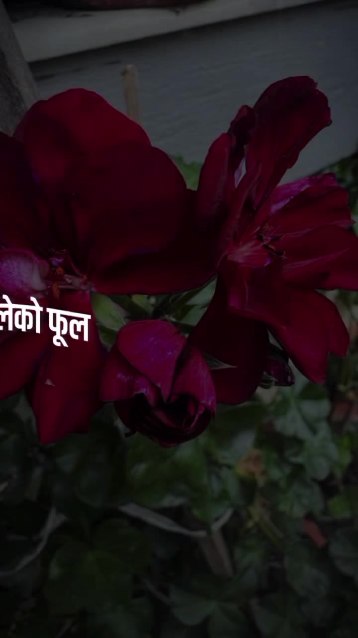 @दर्लामी निर्मला
