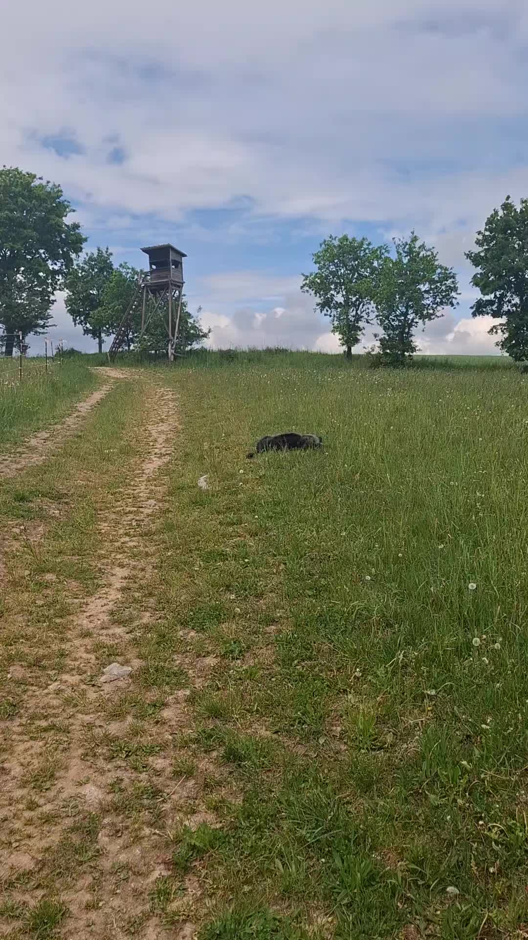 @DOG