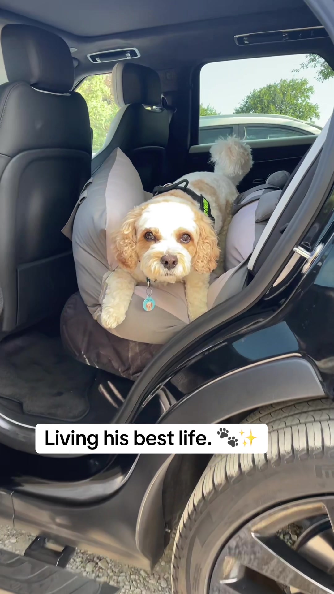 @My Cavachon