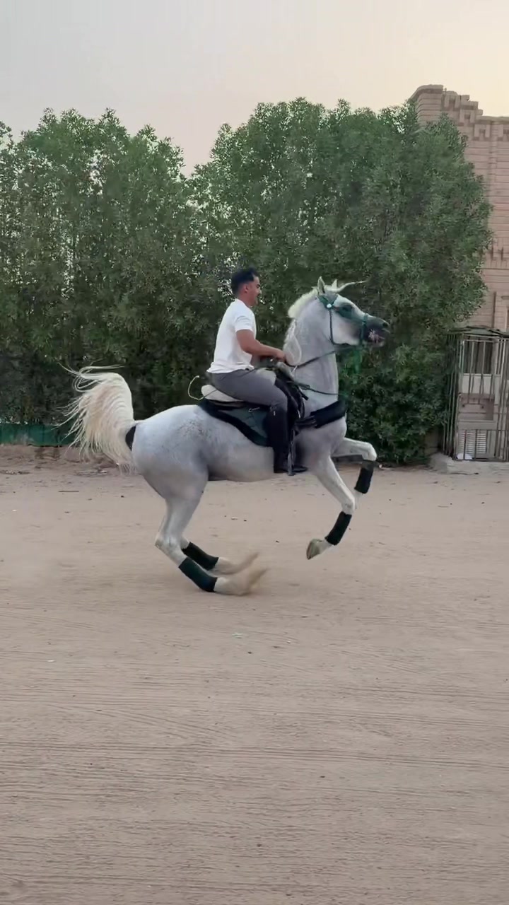 @ثـامر الشـلاش 🐎🤎.