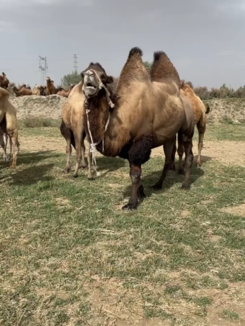 @Gislason Camel