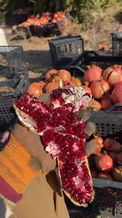 @يه حيا عوسمان