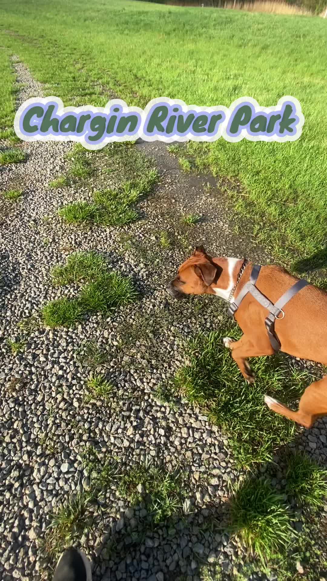@Clyde the Boxermix