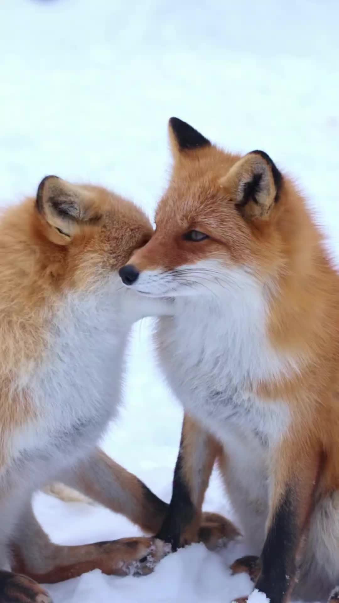@Oldsilverfur