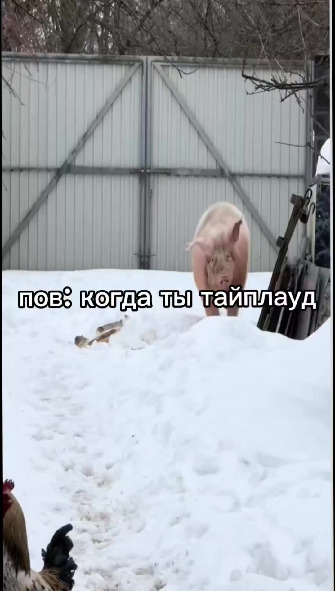 @@ротоваяполость