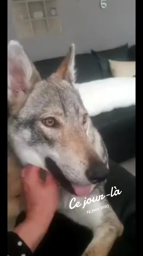 @🐺🐺❤